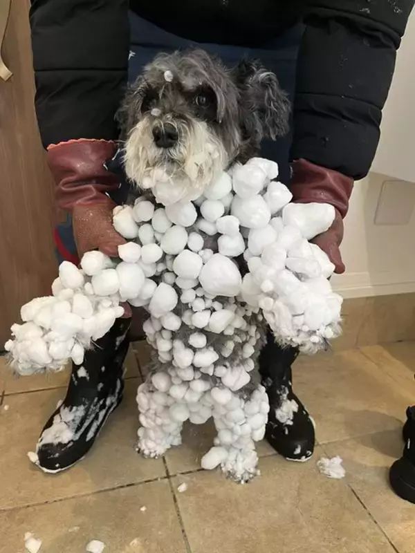 北海道で犬が全力で遊ぶとこうなります　衝撃の〝冬フォルム〟に13万人驚がく