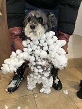 北海道で犬が全力で遊ぶとこうなります　衝撃の〝冬フォルム〟に13万人驚がく