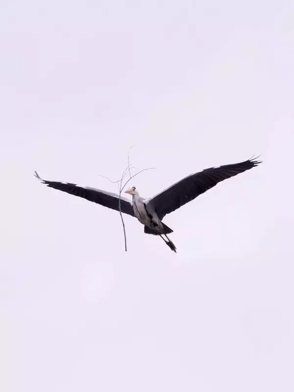 「浮いている...？」「脳のバグかと」　飛行中のアオサギが見せた〝イリュージョン〟にネットあ然