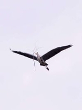 「浮いている...？」「脳のバグかと」　飛行中のアオサギが見せた〝イリュージョン〟にネットあ然