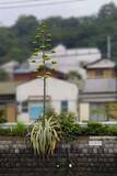 「数十年に一度の〝幻の花〟横浜市内で開花中　その正体は？どこで見られる？交通局に聞く」の画像1