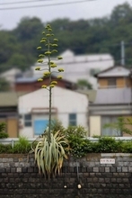 数十年に一度の〝幻の花〟横浜市内で開花中　その正体は？どこで見られる？交通局に聞く