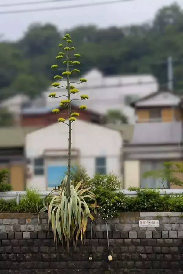 数十年に一度の〝幻の花〟横浜市内で開花中　その正体は？どこで見られる？交通局に聞く