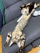引っ越し後、新居にビビる子猫を心配してたけど...　2日目に見せた〝意外すぎる姿〟に1.2万人ズッコケ