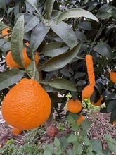 和歌山で発見された〝珍妙すぎるミカン〟に3.5万人大興奮　アレにしか見えないッ♪