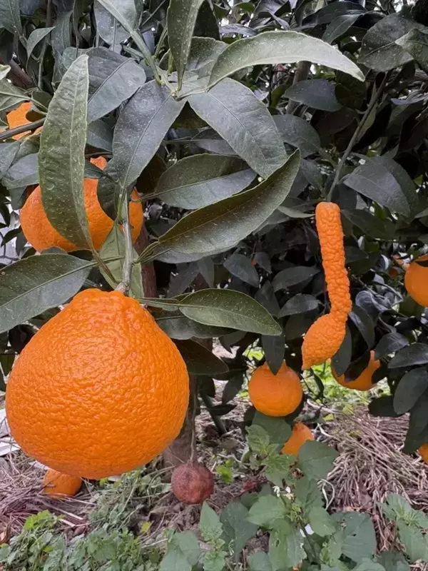 和歌山で発見された〝珍妙すぎるミカン〟に3.5万人大興奮　アレにしか見えないッ♪