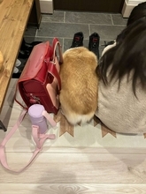 「なんですかこの幸せな図」「ついて行く作戦？」　朝の玄関で激写された〝紛れコーギー〟に10万人破顔