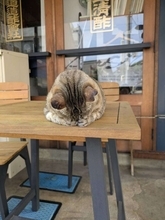 「何か事情がありそうだ」　とある居酒屋で頭を抱えていた猫に2.1万人注目「相談のるよ～」
