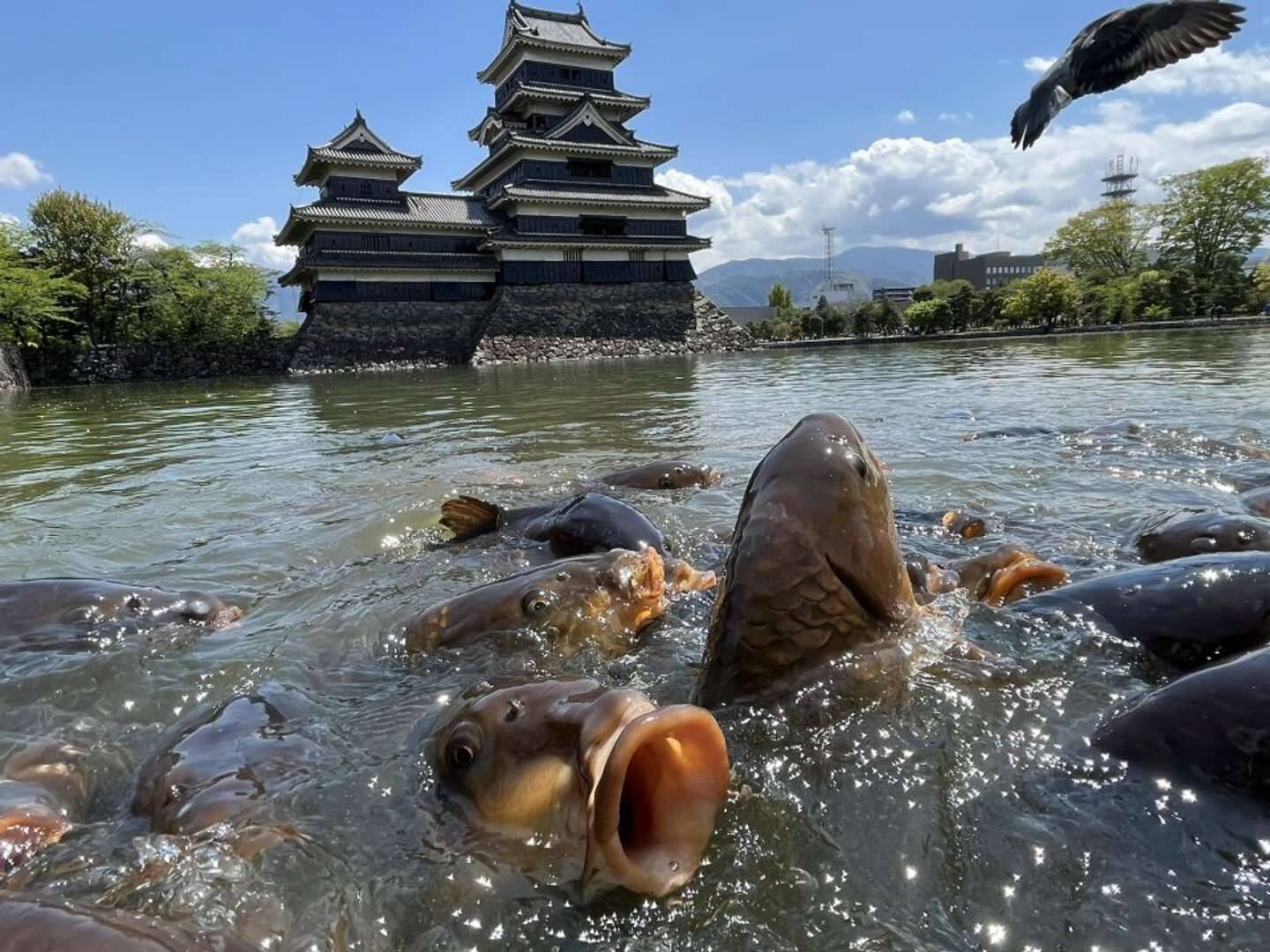 もはや怪獣では 国宝 松本城より気になっちゃう 鯉のアップ にネット騒然 22年5月13日 エキサイトニュース