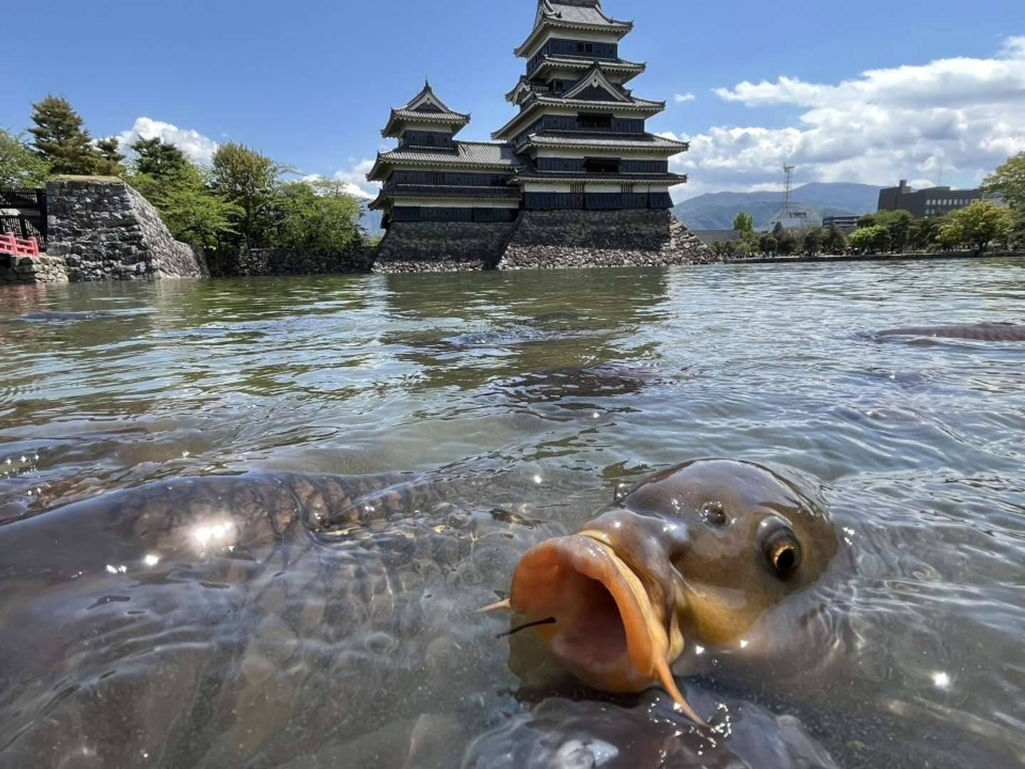 もはや怪獣では 国宝 松本城より気になっちゃう 鯉のアップ にネット騒然 22年5月13日 エキサイトニュース