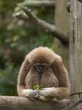 「かわいい、かわいい、かわいい！！！」　金沢動物園で激写された〝ぎゅっとするサル〟に17万人もん絶
