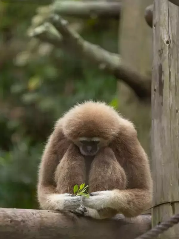 「かわいい、かわいい、かわいい！！！」　金沢動物園で激写された〝ぎゅっとするサル〟に17万人もん絶
