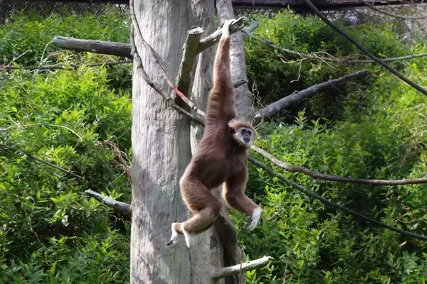「「かわいい、かわいい、かわいい！！！」　金沢動物園で激写された〝ぎゅっとするサル〟に17万人もん絶」の画像