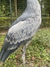 ハシビロコウは「動かない」ってだけじゃない　〝数え切れないほど〟の魅力の一端はその羽根