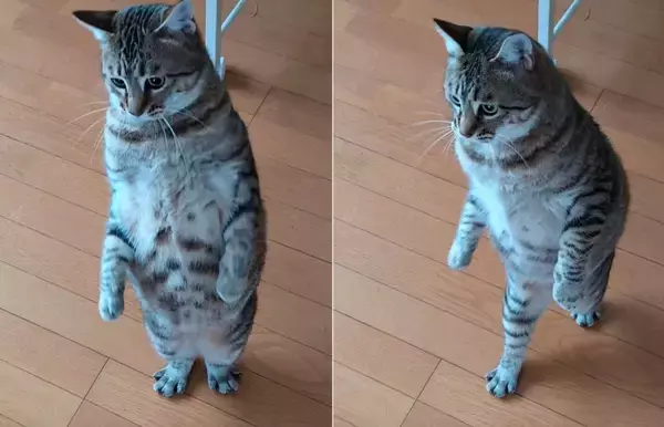 ダイエット中の猫が見せた思わぬ〝進歩〟に16万人驚がく　「AIじゃないだと...」「そのうち喋りそう」