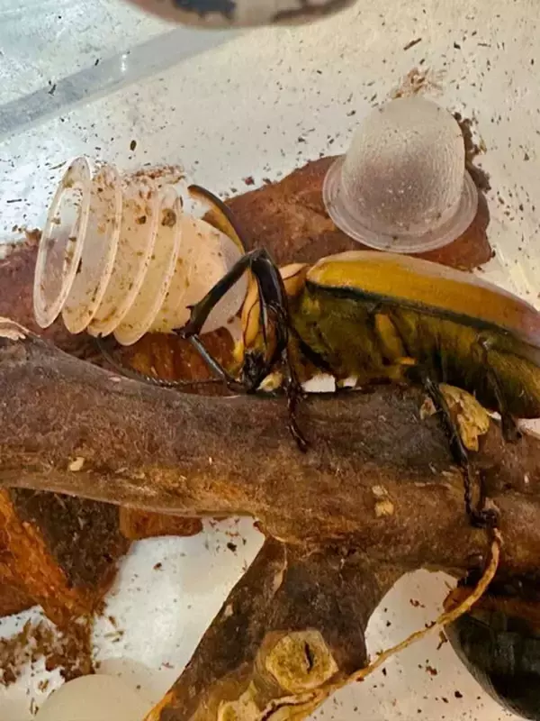 「俺より頭良い」「民度高い」　カブトムシが見せた〝行儀良すぎる行動〟に5.1万人驚がく