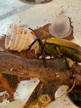 「俺より頭良い」「民度高い」　カブトムシが見せた〝行儀良すぎる行動〟に5.1万人驚がく