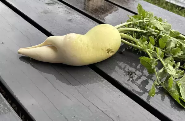 なんだその下半身は　人間味が溢れすぎてる〝ふて寝ダイコン〟に3.5万人驚がく