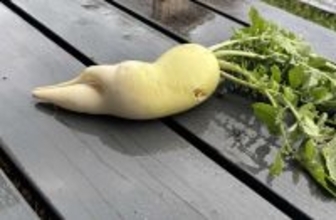 なんだその下半身は　人間味が溢れすぎてる〝ふて寝ダイコン〟に3.5万人驚がく