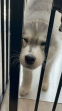 「かわいいの極み！！」「尊い」　飼い主の帰宅が嬉しすぎて...〝アザラシ化〟しちゃったハスキー子犬に1.6万人もん絶