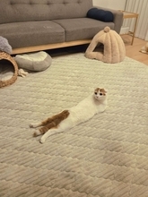うつ伏せなの？仰向けなの？どっちなの？　猫の〝奇妙なポーズ〟に8.8万人困惑「どこがなに」「芸術の域」
