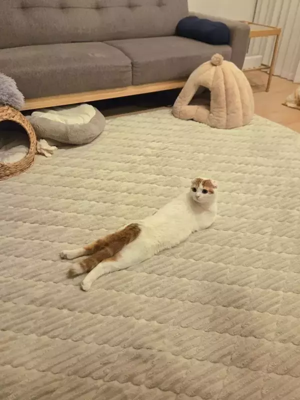 うつ伏せなの？仰向けなの？どっちなの？　猫の〝奇妙なポーズ〟に8.8万人困惑「どこがなに」「芸術の域」