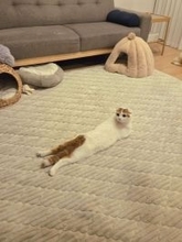 うつ伏せなの？仰向けなの？どっちなの？　猫の〝奇妙なポーズ〟に8.8万人困惑「どこがなに」「芸術の域」