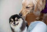 「ポメラニアンが初めて大型犬に出会うと→〝アザラシ化〟　猛烈なビビりっぷりに1.6万人もん絶」の画像1