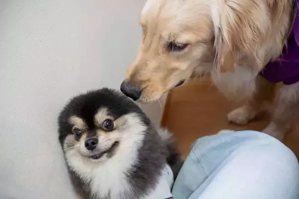 ポメラニアンが初めて大型犬に出会うと→〝アザラシ化〟　猛烈なビビりっぷりに1.6万人もん絶