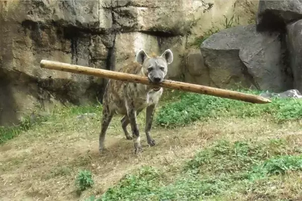 「どっから抜いてきたｗ」「よく見るとドヤ顔」　あまりにも〝ワンコ〟なハイエナに1.6万人破顔