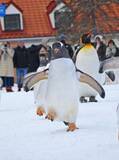「〝ペンギン歩き〟してない...だと？　元気いっぱい雪中進むペンギン行列に1.6万人驚がく「ここまで足あがるんですね」」の画像1