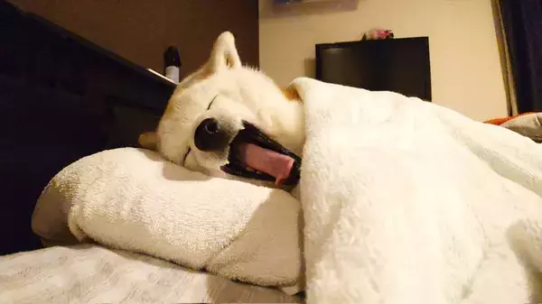 飼い主の寝床を占領し大あくび　柴犬の可愛すぎる寝顔に1.3万人ほっこり