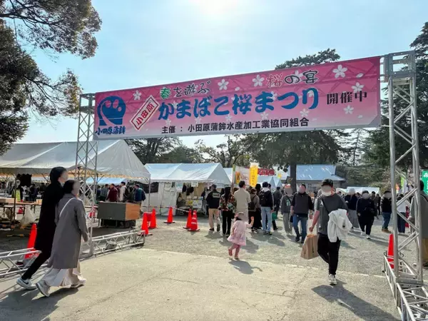 関東屈指の桜の名所・小田原城でのお花見がたのしいっ　4月4・5日の「おでんサミット」もお見逃しなく【2026年レポート】