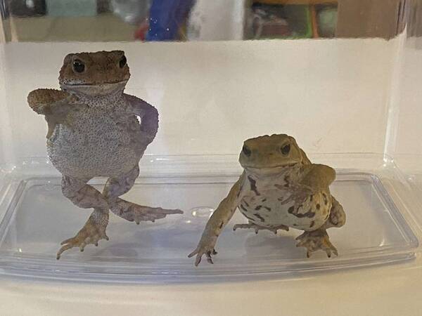 まだ終わんないの お掃除中の飼い主を見つめるカエルの圧が凄い 22年2月12日 エキサイトニュース