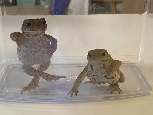 ちっちゃな足をバタバタバタ 飼い主の手の上で 空を泳ぐ カエルがかわいすぎた 21年8月5日 エキサイトニュース