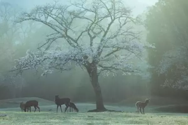 「「神のいる風景」「日本って美しい」　朝もやにけぶる桜と奈良の鹿...幻想的絶景に1.4万人感嘆」の画像