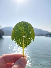 「カブトガニ切ってみました」　再現度高すぎ...専門家による作品にネット感心「さすが本職」「天才」