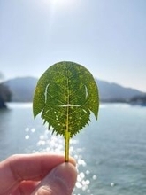 「カブトガニ切ってみました」　再現度高すぎ...専門家による作品にネット感心「さすが本職」「天才」