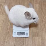 「「教えてくれてありがとう」　スーパー協力的な〝偉すぎチンチラ〟に13万人感嘆」の画像1