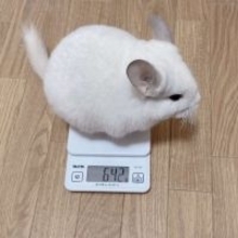 「教えてくれてありがとう」　スーパー協力的な〝偉すぎチンチラ〟に13万人感嘆