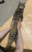 6.9万人が驚いた〝あまりにも細長すぎる猫〟の姿　「美脚だね」「8頭身！」