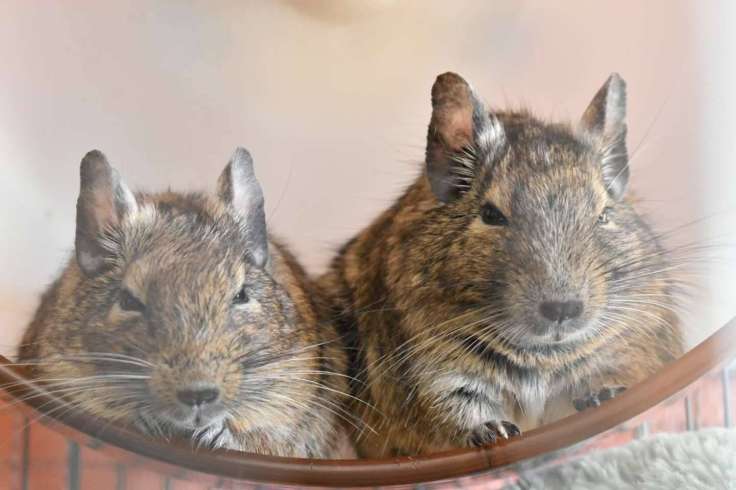 食べるの大好き デグー姉妹の ぐりとぐら 絵本みたいに仲よしだけど ご飯の時には 22年6月21日 エキサイトニュース