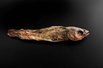 「干物では...？」「良いお出汁とれそう」　渋谷・古代エジプト美術館の〝魚のミイラ〟に2.9万人困惑