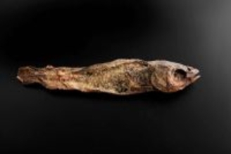 「干物では...？」「良いお出汁とれそう」　渋谷・古代エジプト美術館の〝魚のミイラ〟に2.9万人困惑