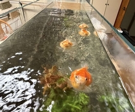 「オハヨー、ニンゲン！」「エサくれー！」　朝起きると近寄ってきて...まんまる金魚の〝おねだり〟に2.4万人胸キュン