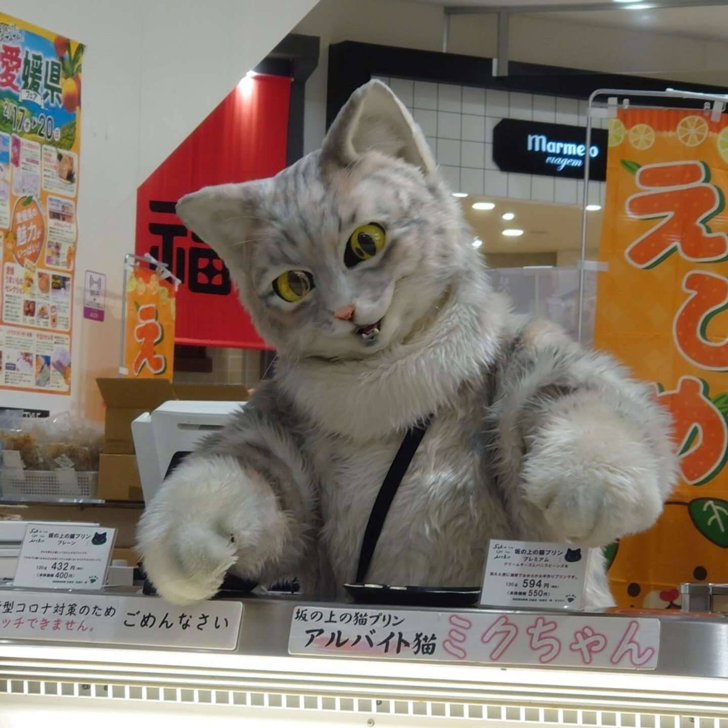 猫の手を借り大反響 全国各地でプリンを売る アルバイトにゃんこ が有能すぎ 22年2月22日 エキサイトニュース