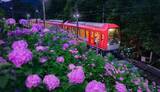 「箱根の初夏の風物詩「夜のあじさい号」5／13予約スタート　エモすぎる絶景車窓を見逃すな【運行：6／13～6／30】」の画像1