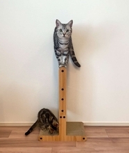 爪とぎの〝使い方〟間違えすぎてる猫に5.3万人破顔　「ある意味天才」「さすが猫」