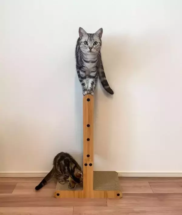 爪とぎの〝使い方〟間違えすぎてる猫に5.3万人破顔　「ある意味天才」「さすが猫」