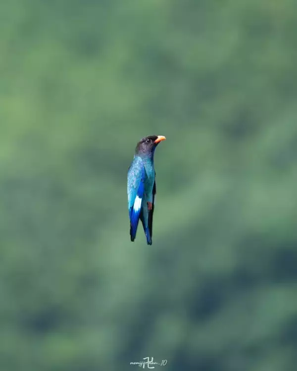 まるでロケット　〝垂直離着陸ブッポウソウ〟に1.6万人驚がく「神秘だな」「素晴らしいフォルム」